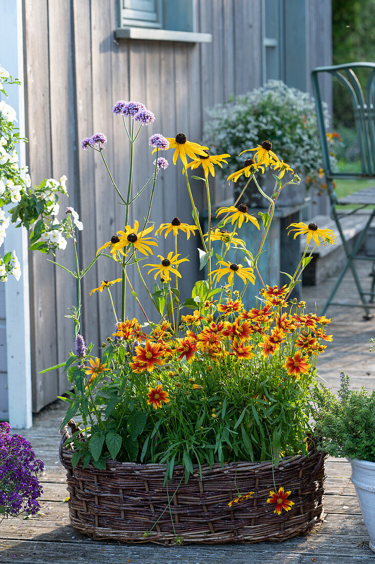 Basket with tickseed 'UpTick Gold & Bronze', coneflower 'Goldsturm', verbena and anise hyssop