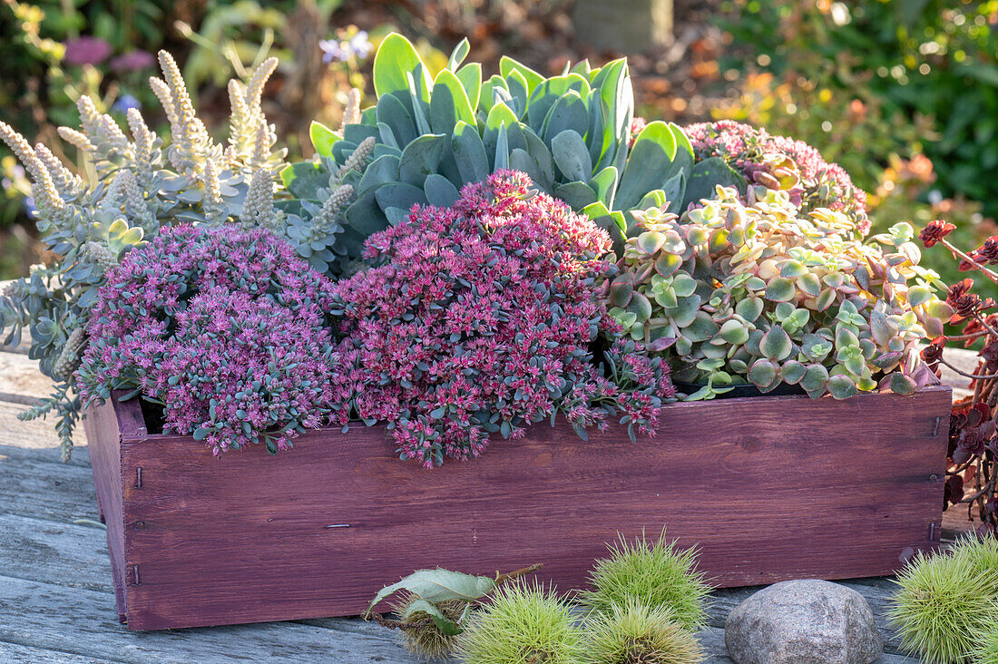 Wooden box with stonecrop 'Rocky' 'Painted Pebble', Pigmyweeds 'Desert Diamond', Chinese dunce cap and ragwort 'Orange Flame'.