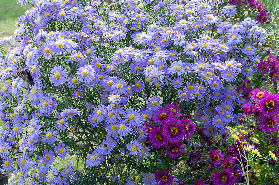 New York aster 'Blütenmeer' and New England aster 'Alma Pötschke