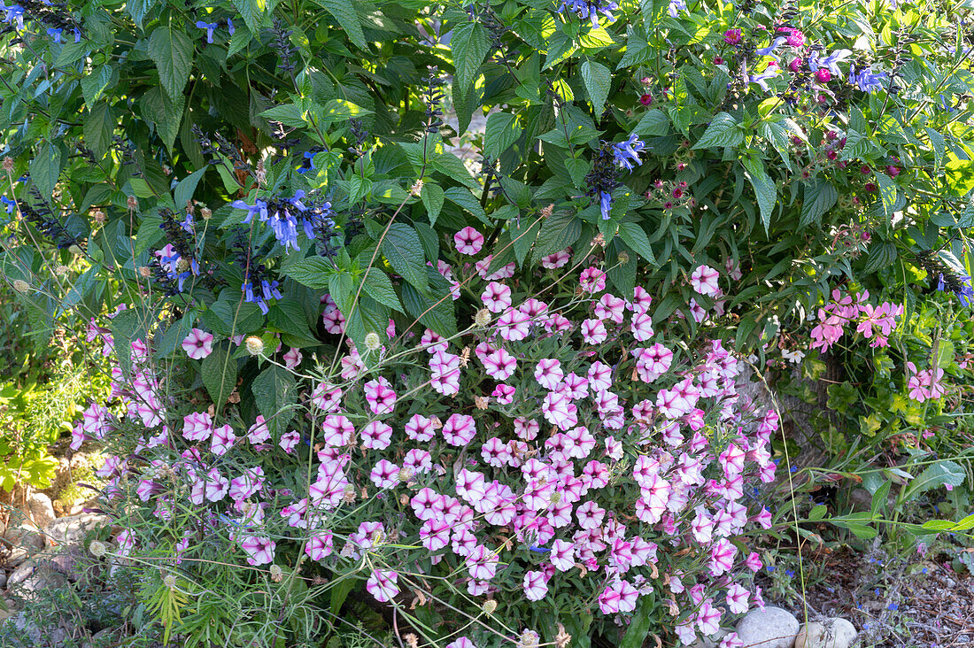 Sage hybrid Rockin 'True Blue' in a stone trough with petunia Mini Vista 'Pink Star'.