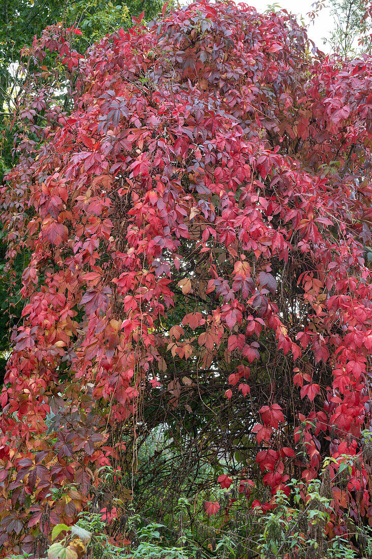 Wild vine with bright red autumn leaves