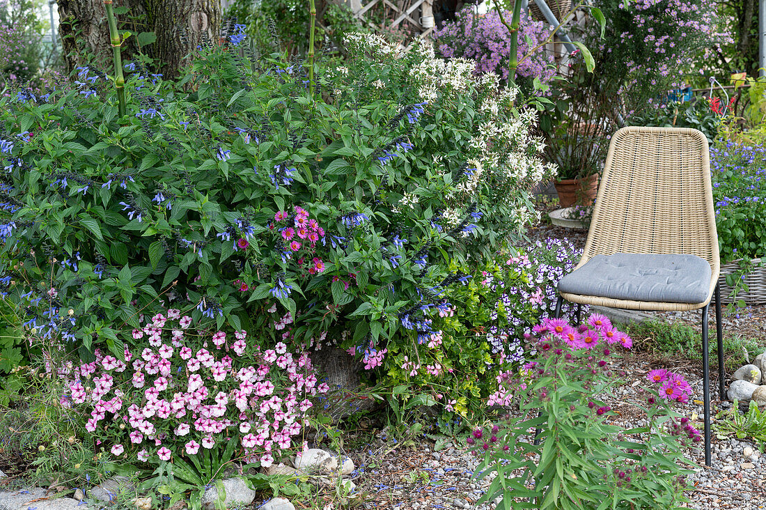 Sage hybrid Rockin 'True Blue' in a stone trough with Petunia Mini Vista 'Pink Star' 'Violet Star', pink queen (Cleome spinosa) 'Senorita Blanca' and New England Aster 'Alma Pötschke'