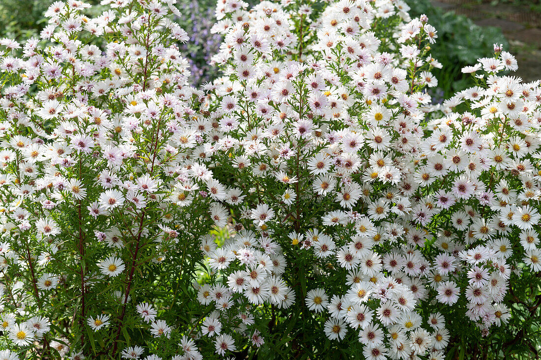 Smooth-leaf asterisk 'White Wonder'