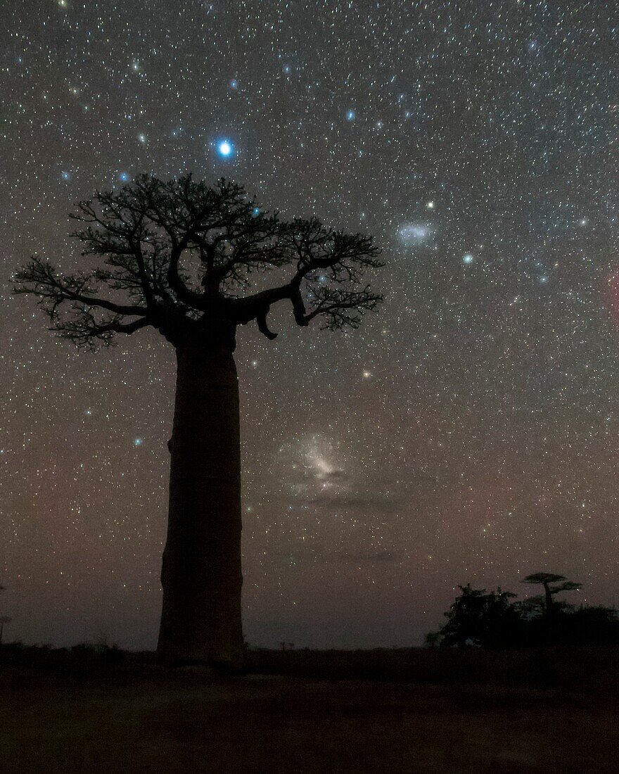 Magellanic Clouds over baobab tree, Madagascar