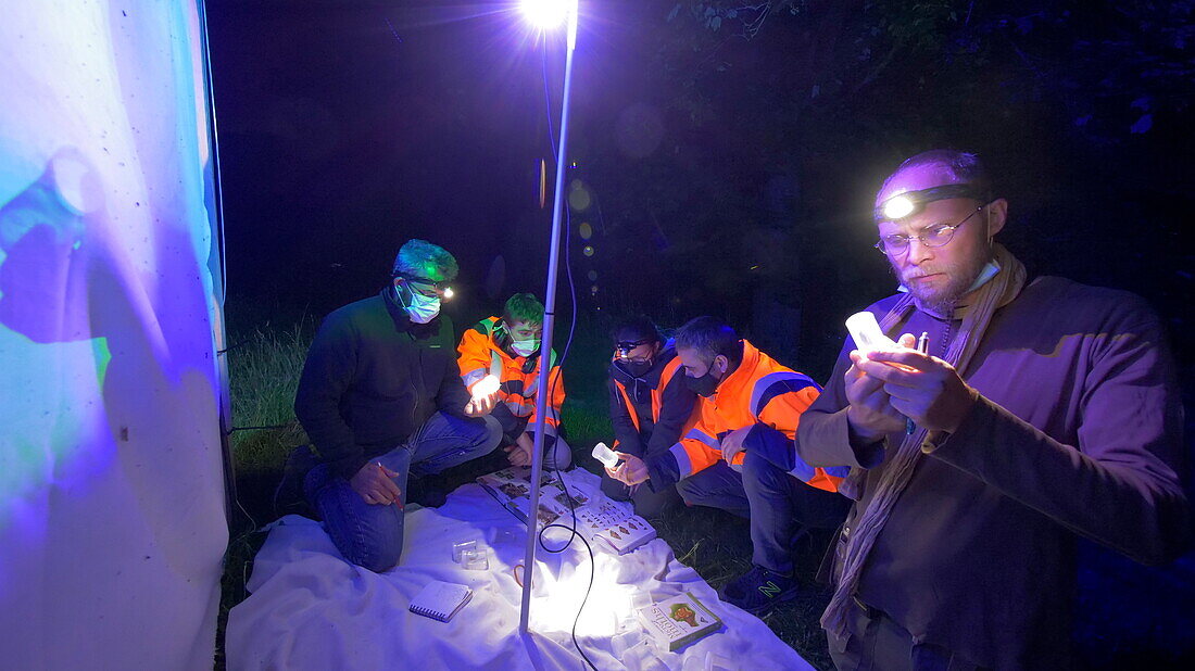 Researchers capturing insects at night