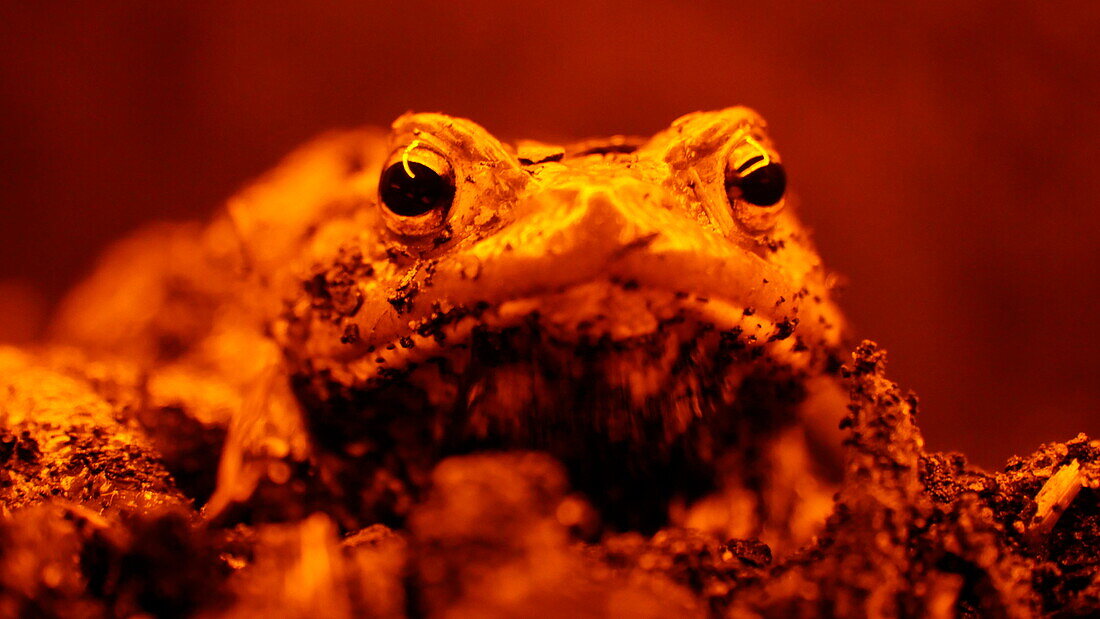 Male toad in a laboratory