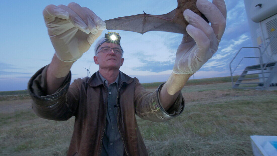 Researcher examining a bat