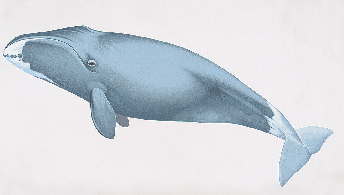 Bowhead whale calf, illustration