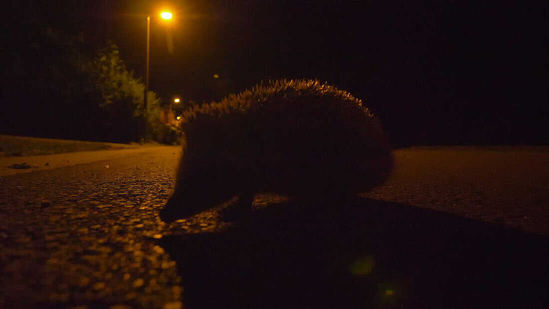 Hedgehog on a road lit by a street lamp, Lille, France