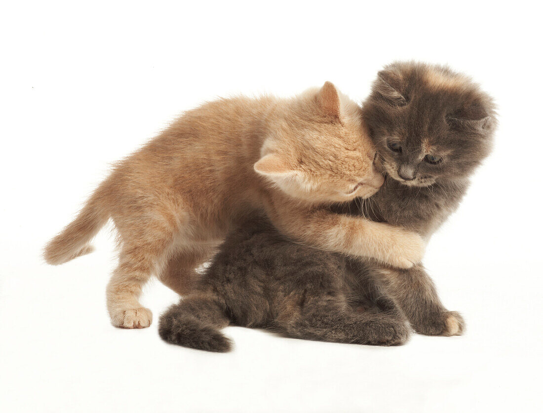 Kittens play fighting