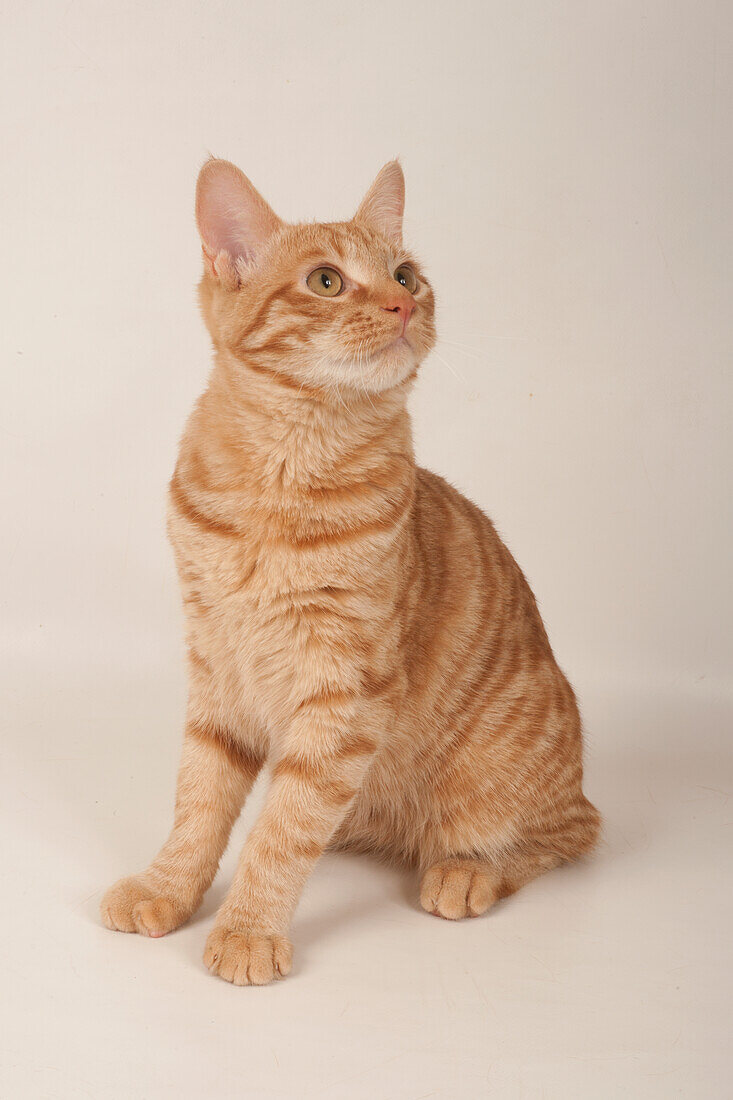 Kurilian Shorthair cat