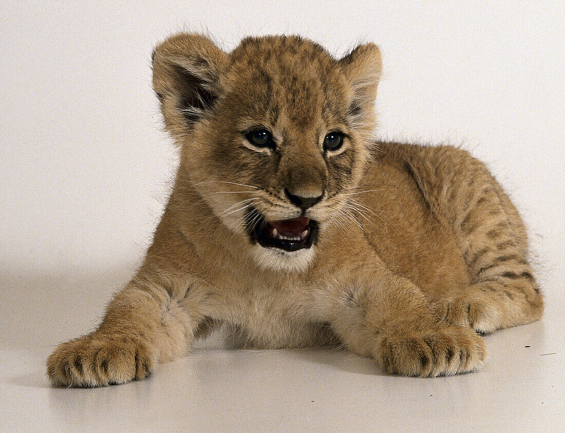 Lion cub lying on floor