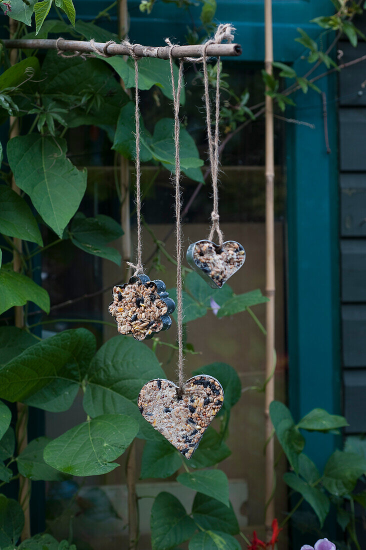 Heart shaped bird cakes