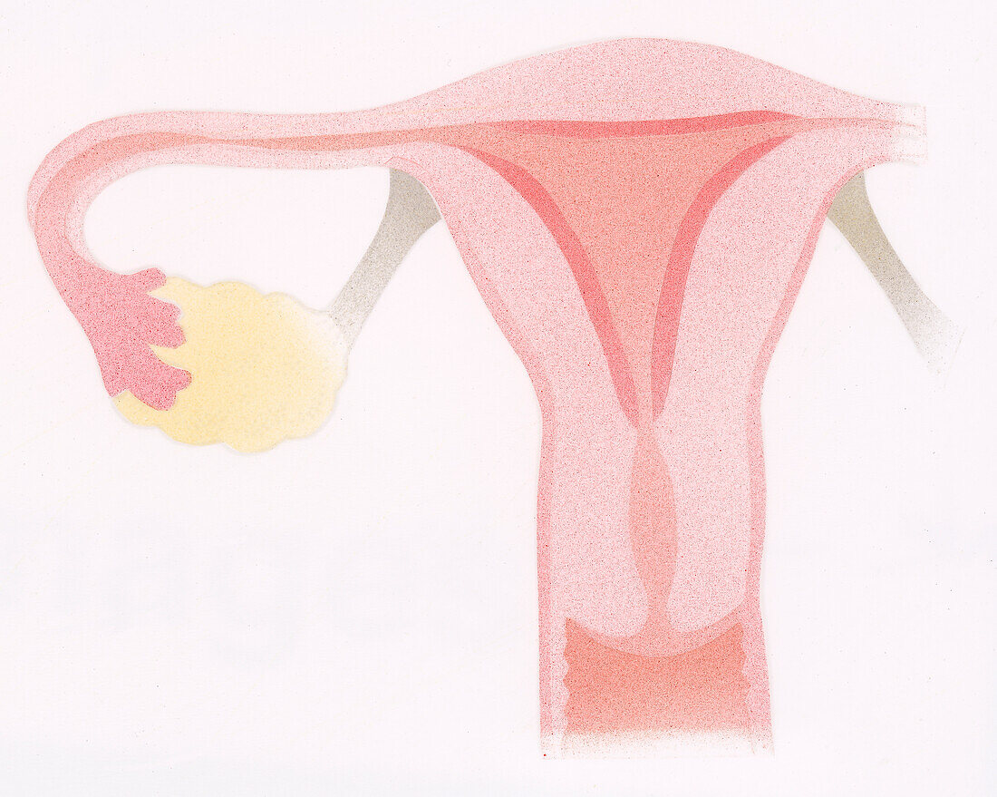 Female sexual organs, illustration