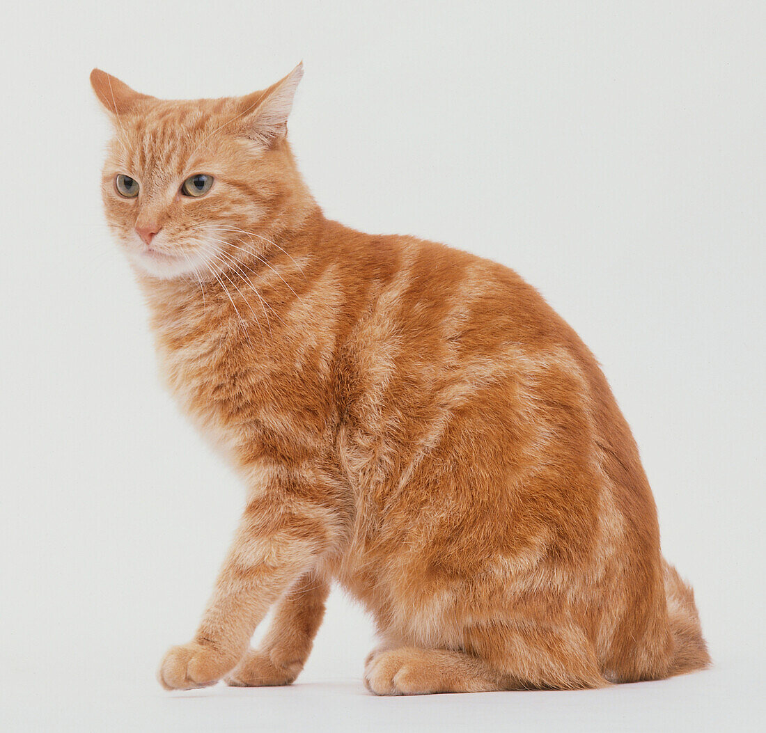 Non pedigree marmalade cat