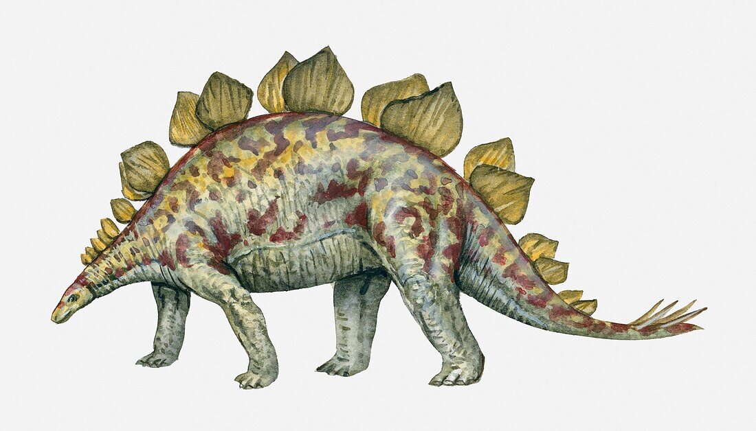 Stegosaurus, illustration