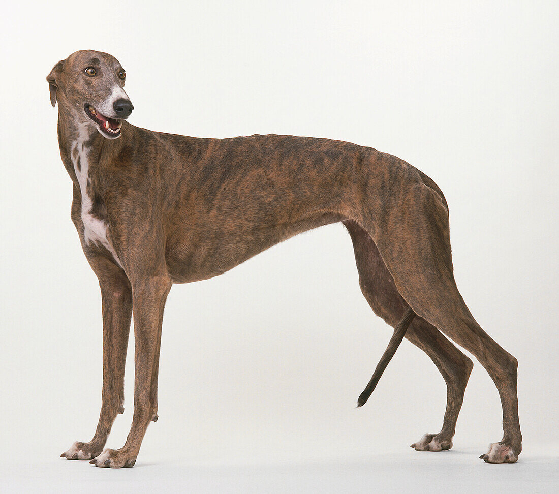 Greyhound standing