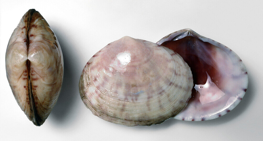 Purplish Semele clam shell