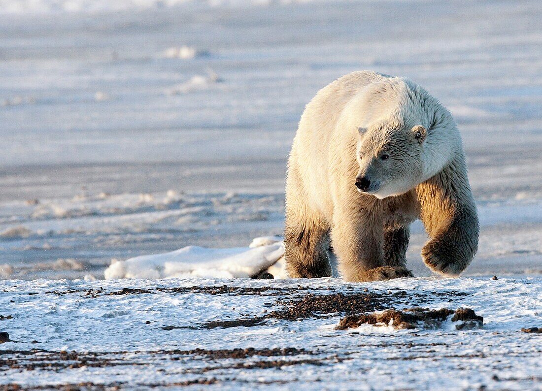 Polar bear at sunset walking along arctic shoreline