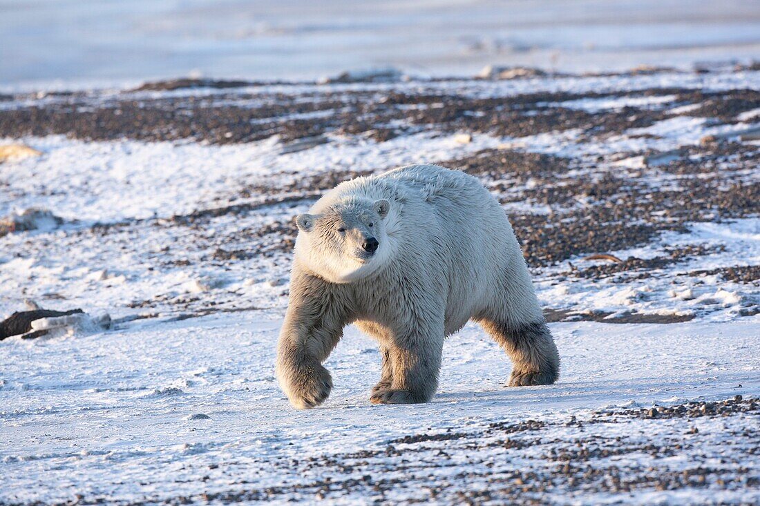 Polar bear walking along arctic shoreline