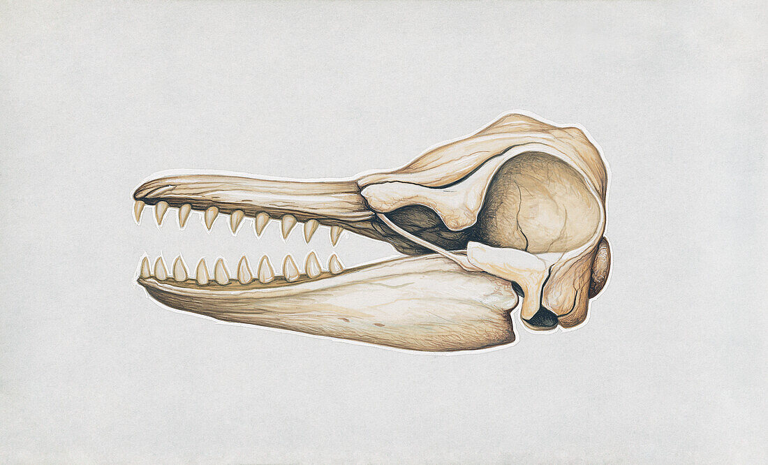 False killer whale skull, illustration