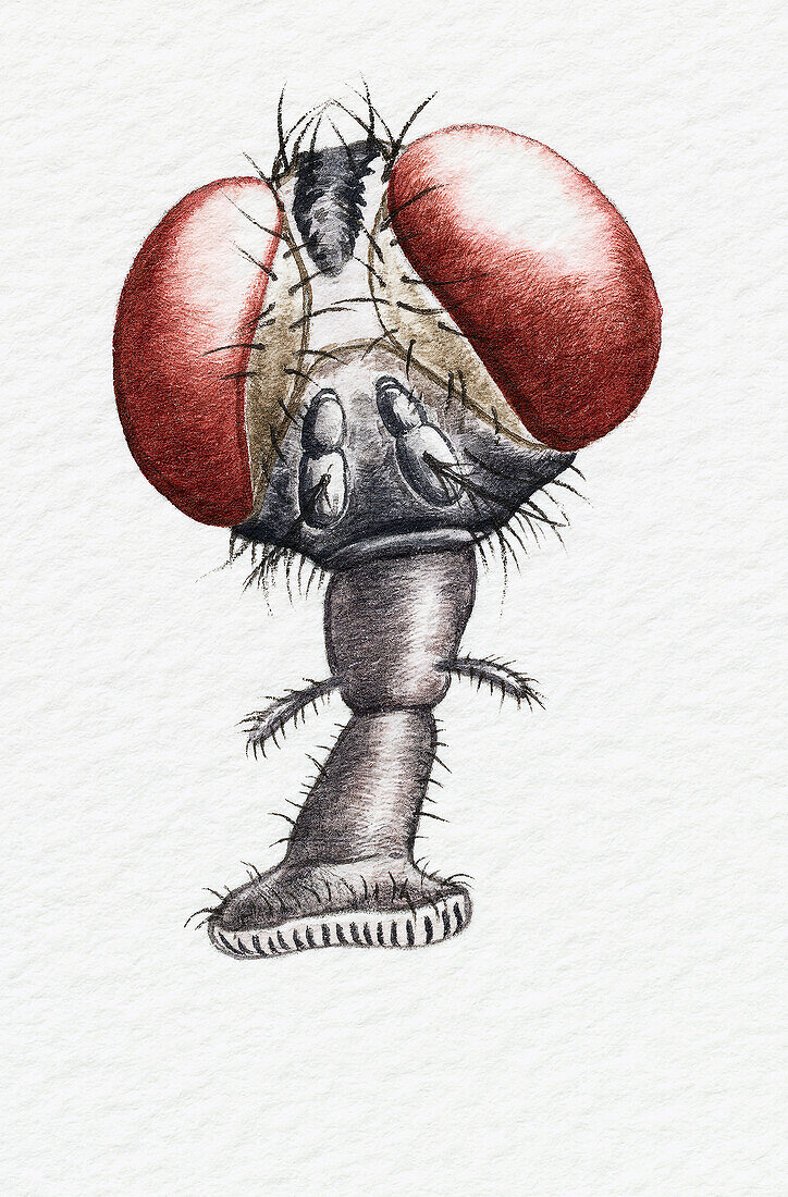 Head of a housefly, illustration