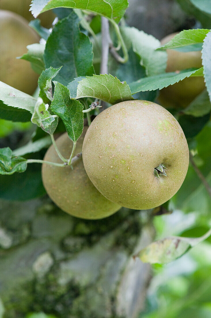 Apples 'Egremont Russet'