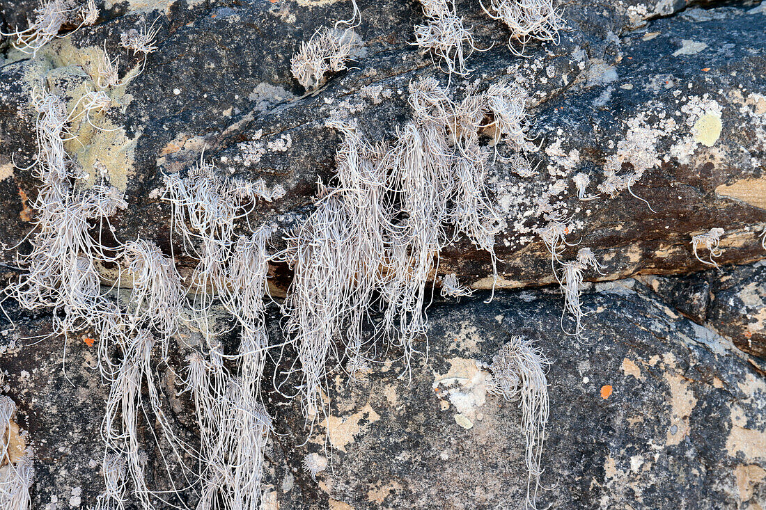 Santessonia lichen