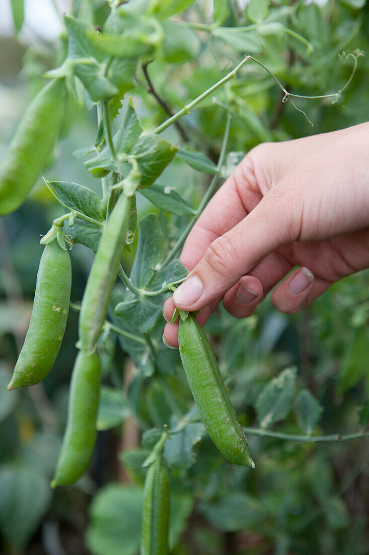 Harvesting peas