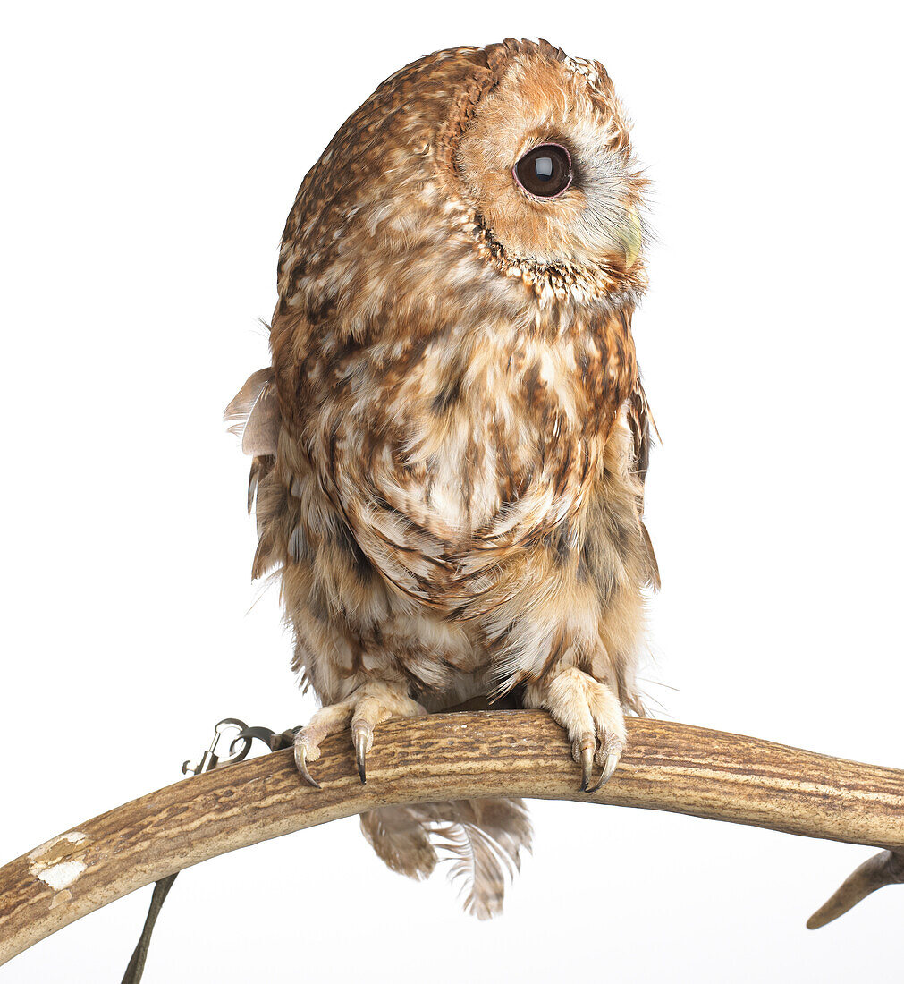 Young tawny owl