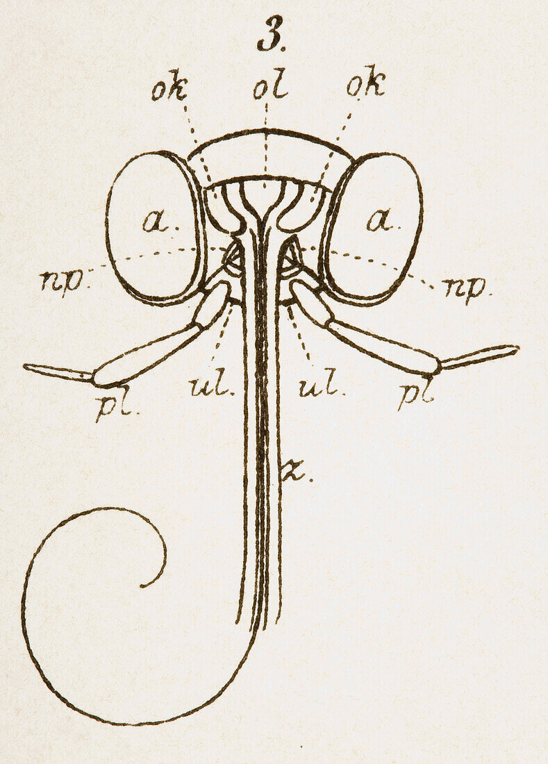 Head of a moth, illustration