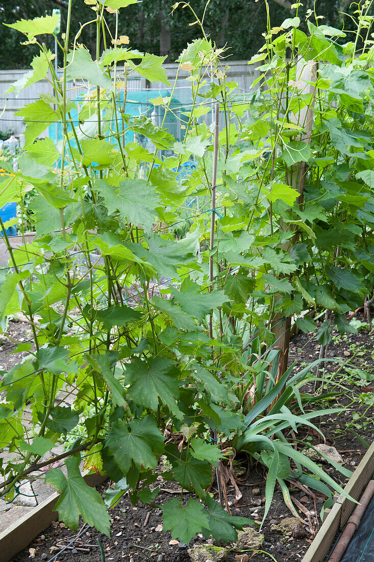 Grape vines growing on allotment