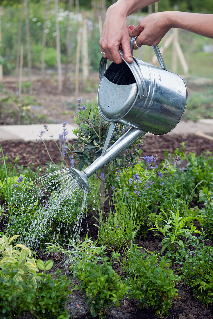 Watering herbs with watering can