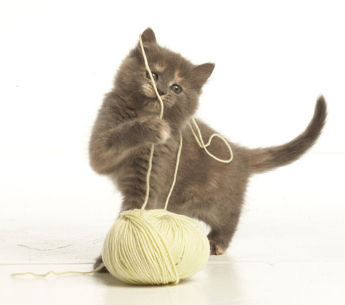 KItten playing with ball of wool