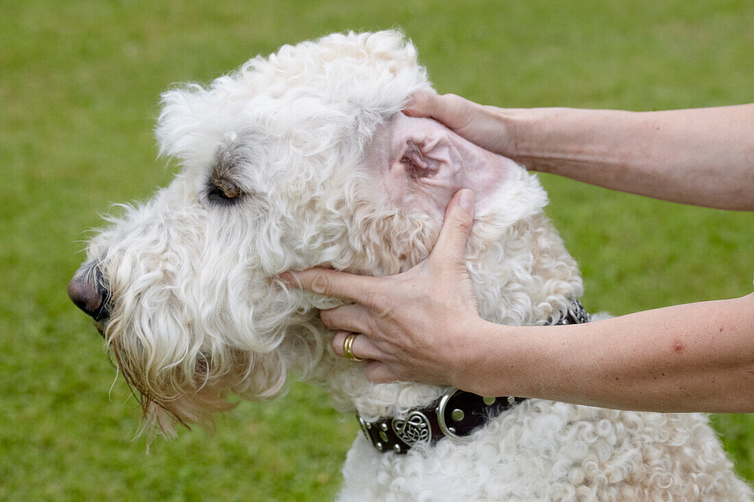 Owner checking a labradoodle's ears