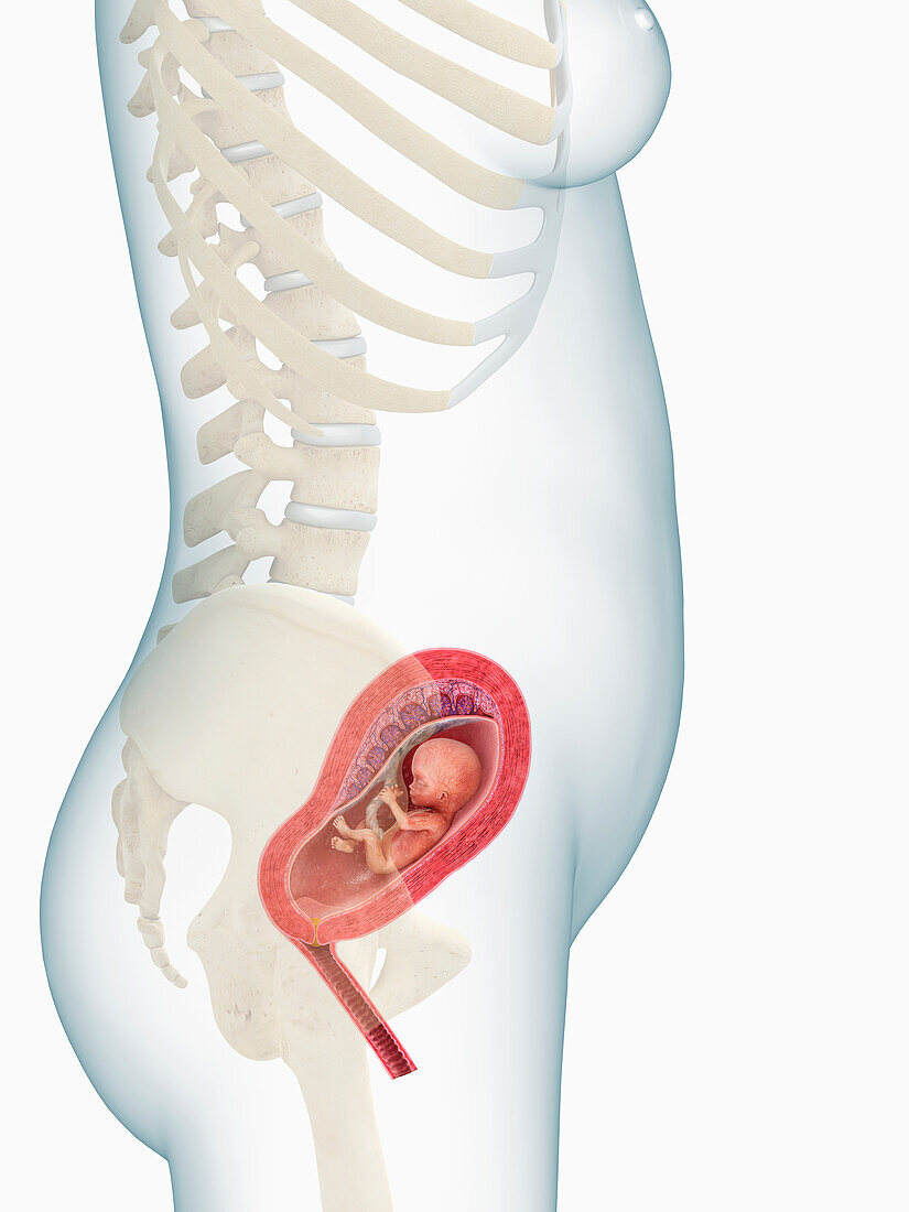 Foetus at 4 months, illustration