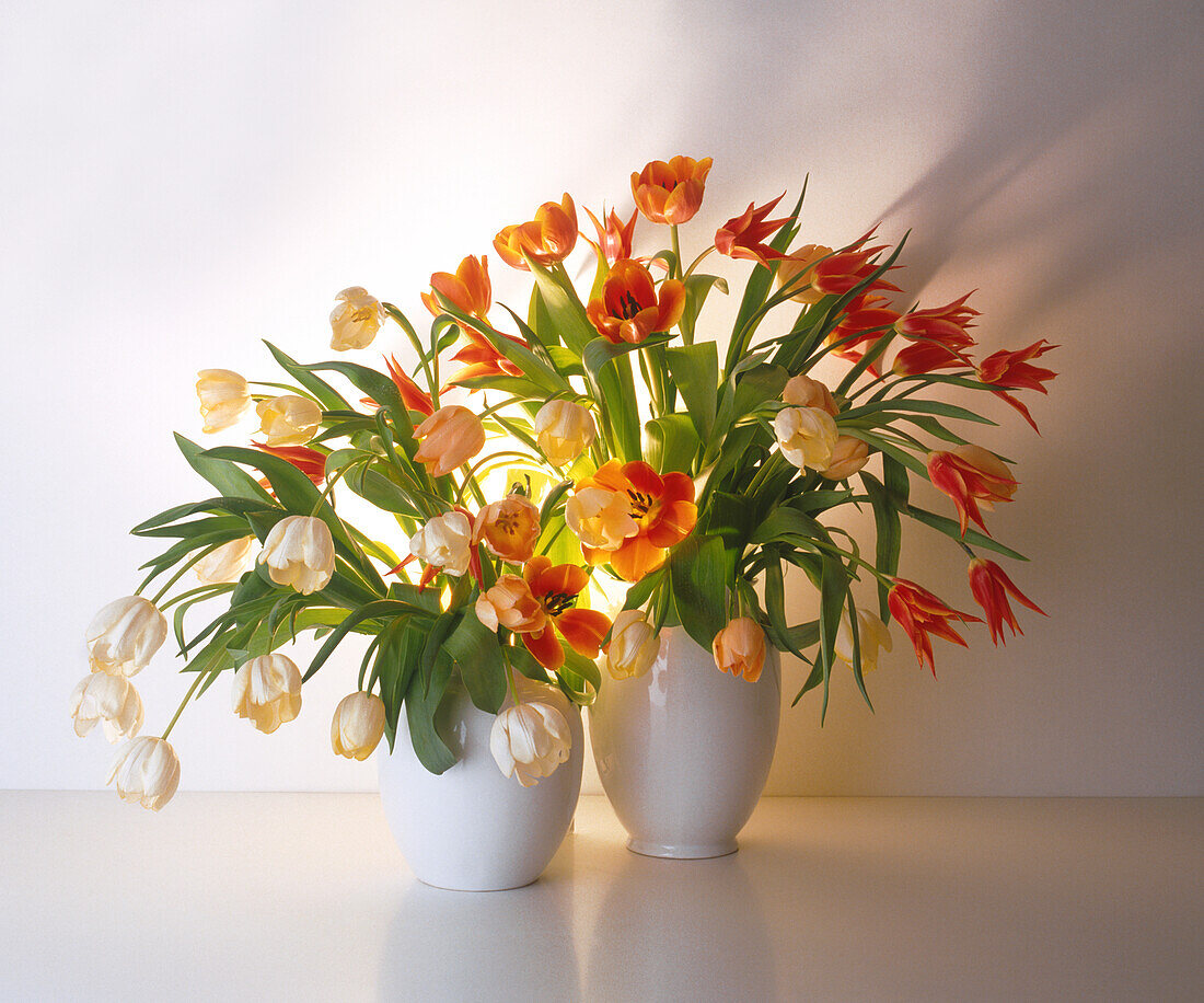 Tulips (Tulipa sp.) in ceramic vases