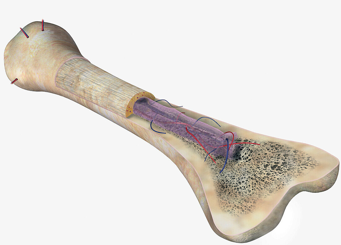 Bone structure, illustration