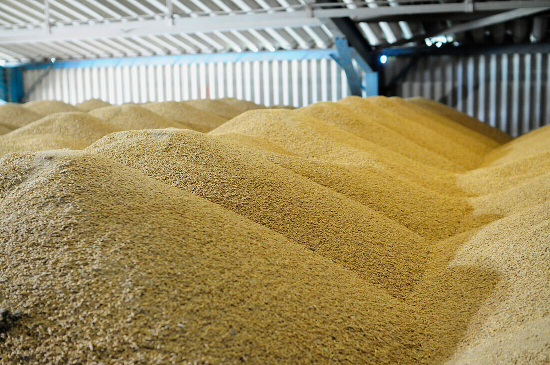 Heaps of cereal grains in silo
