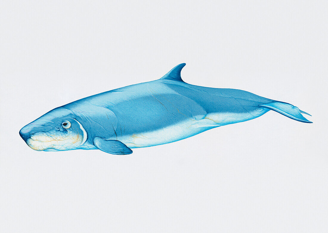 Dwarf sperm whale, illustration