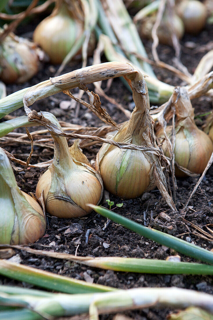 Onions 'Ailsa Craig'