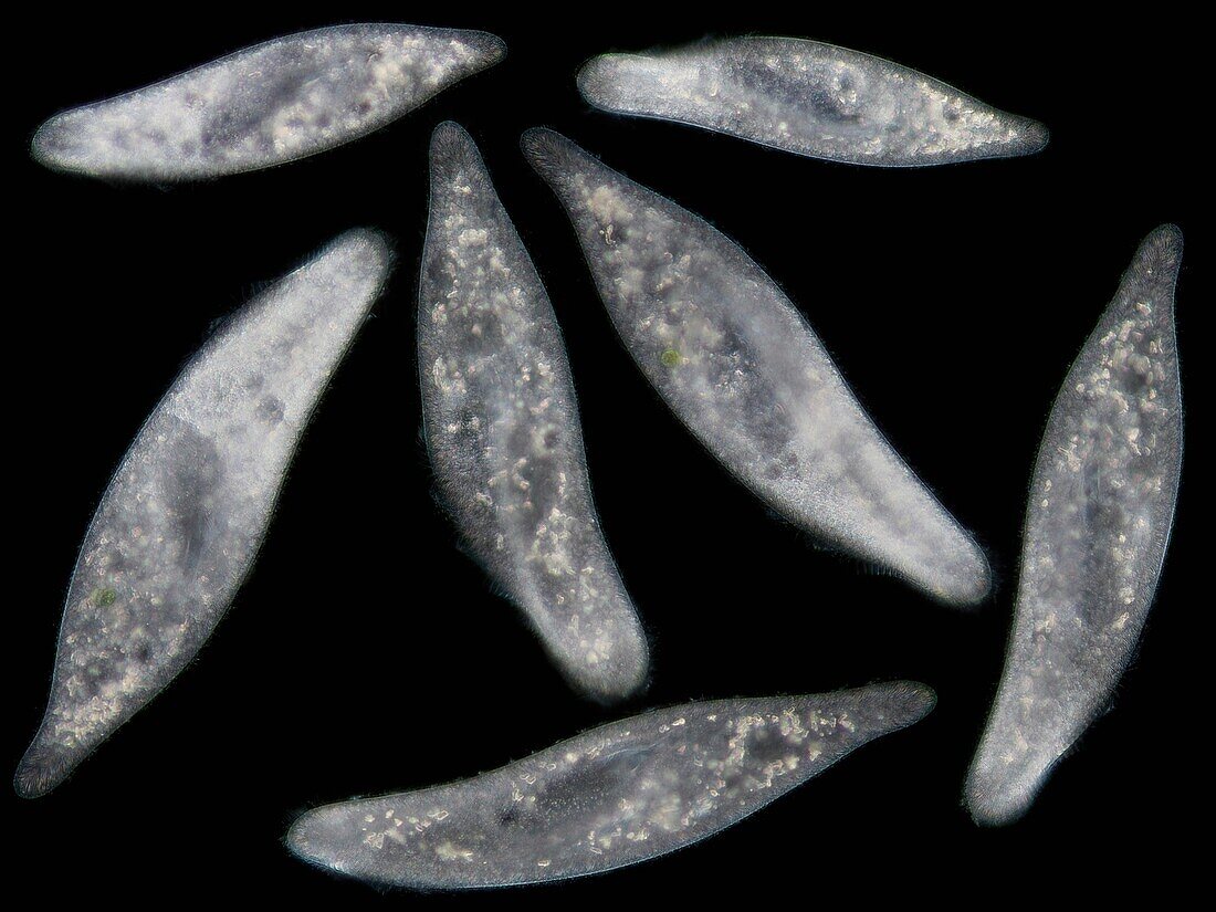 Paramecium caudatum group, light micrograph