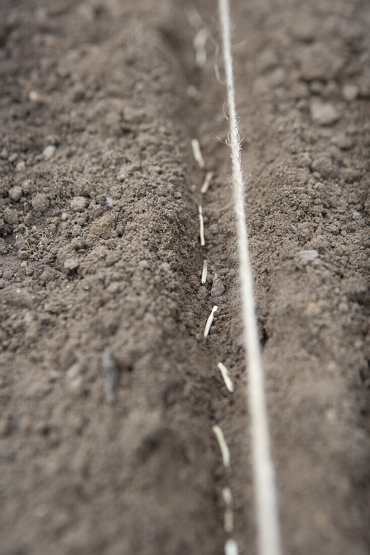 Scorzonera seeds planted in a seed drill