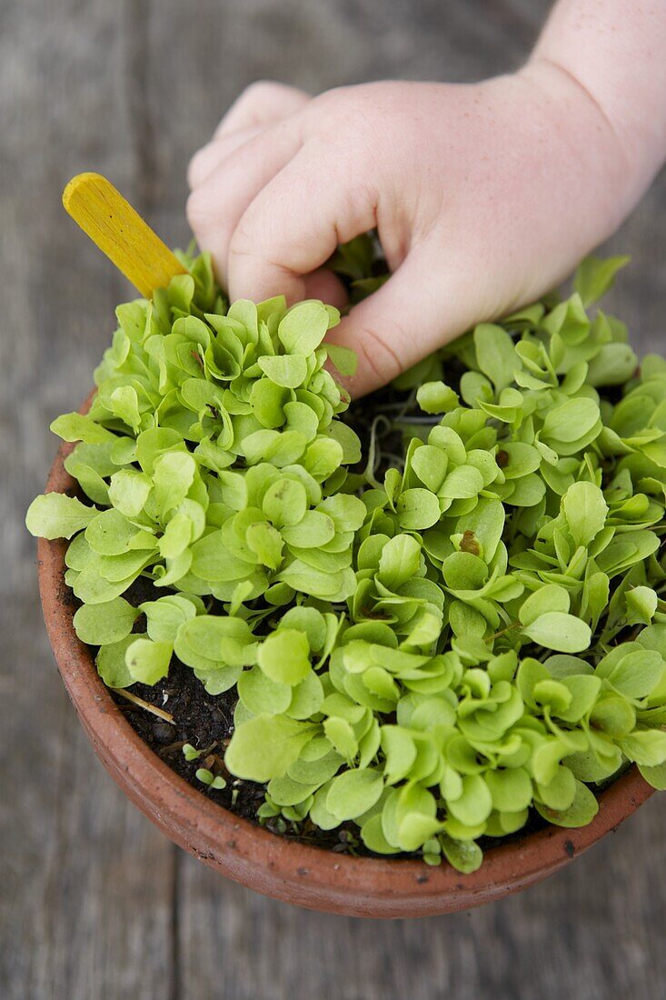 Lettuce plant (Lactuca sativa) in plant pot
