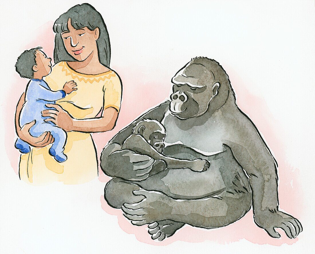 Comparison between a gorilla and a woman