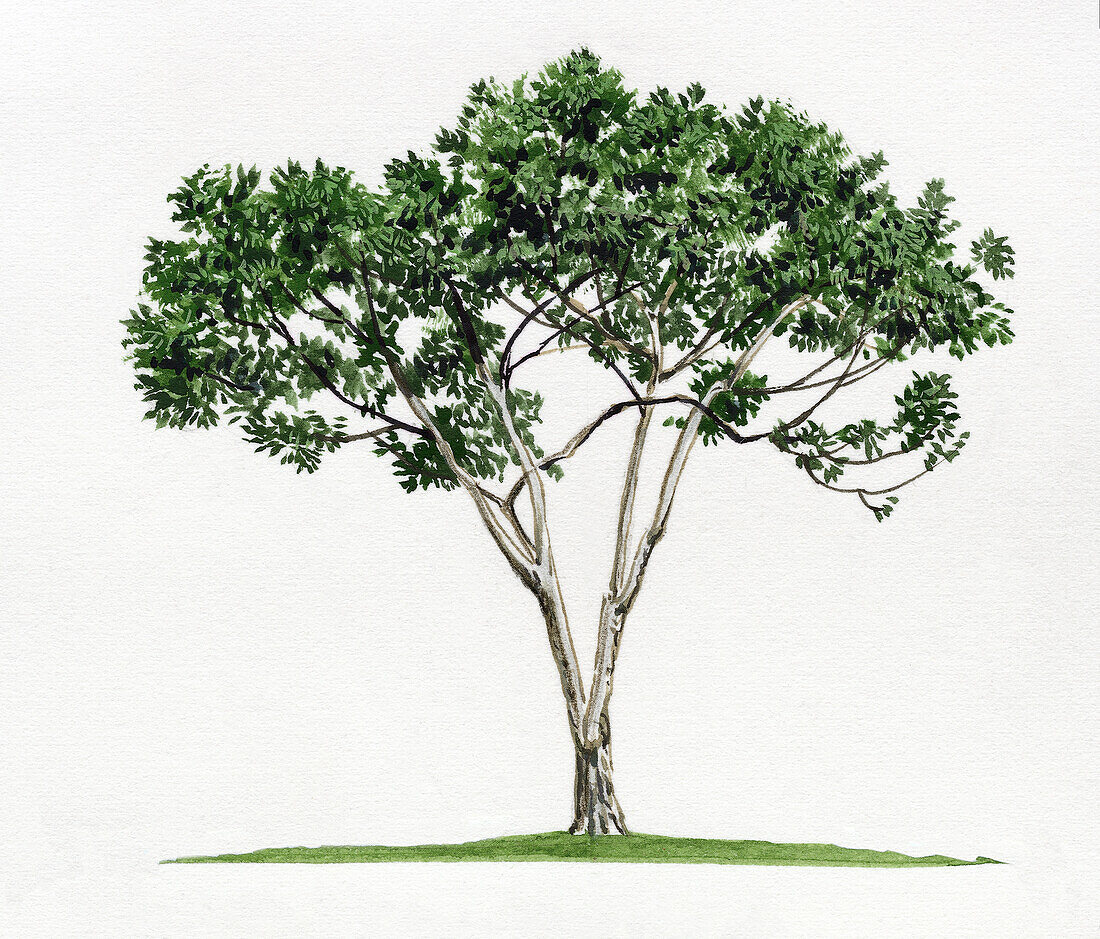 Allspice (Pimenta dioica) evergreen tree, illustration