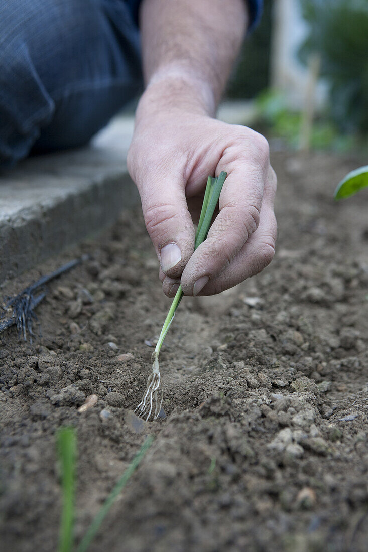 Planting onion (Allium sp.) seedlings