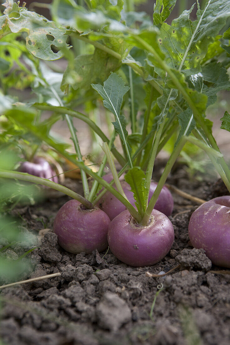 Turnips (Brassica rapa subsp rapa) in vegetable bed