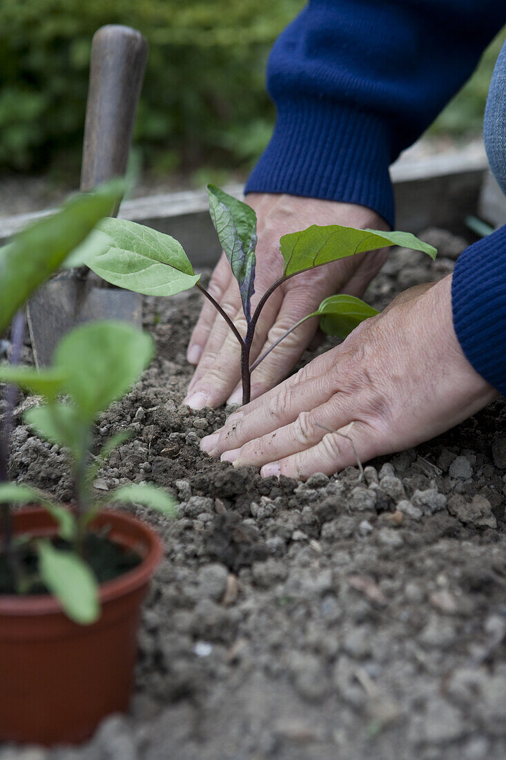 Planting out aubergine