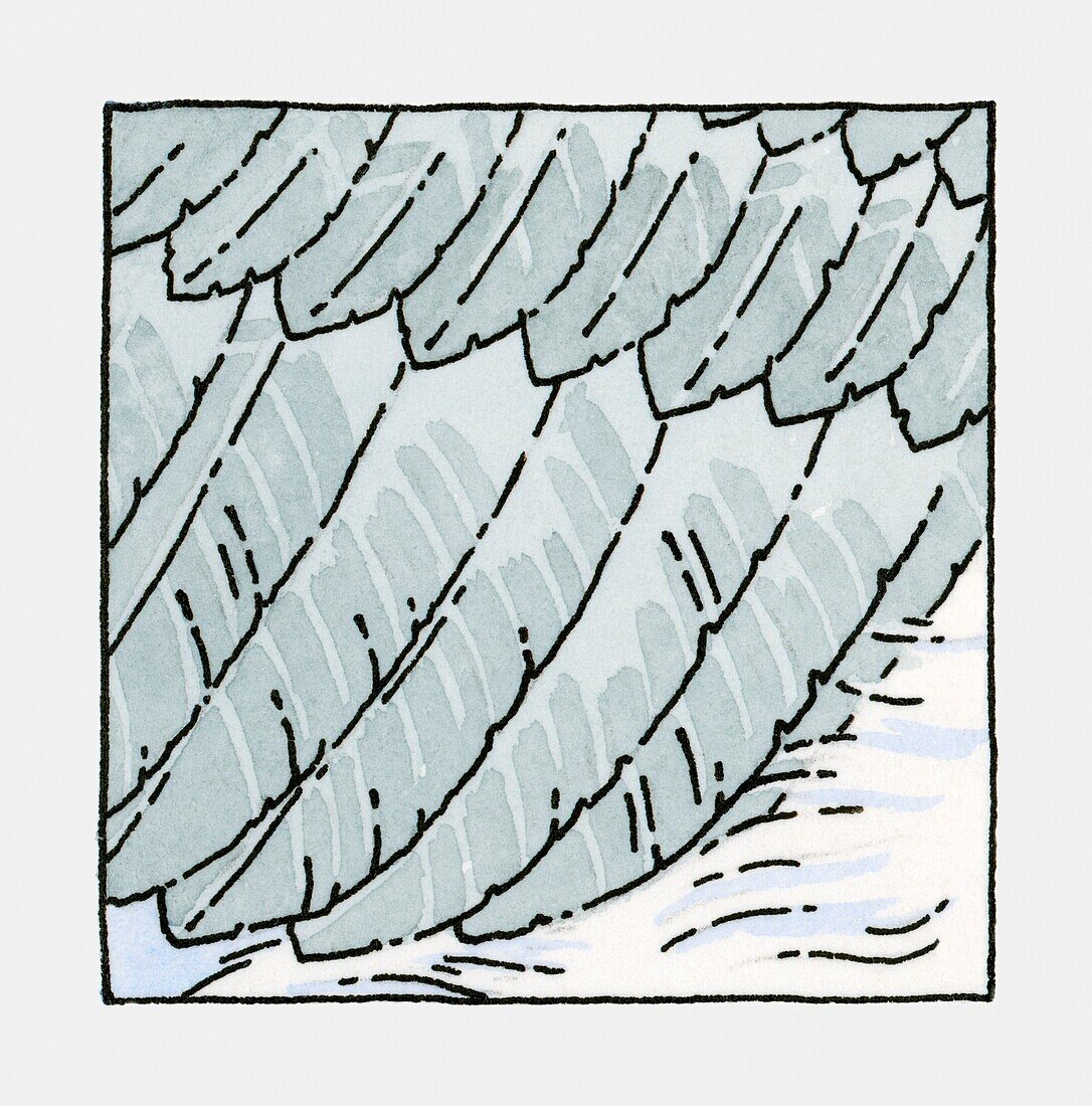 Seagull's feathers, illustration